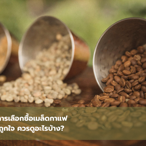 ประโยคการเลือกเมล็ดกาแฟ